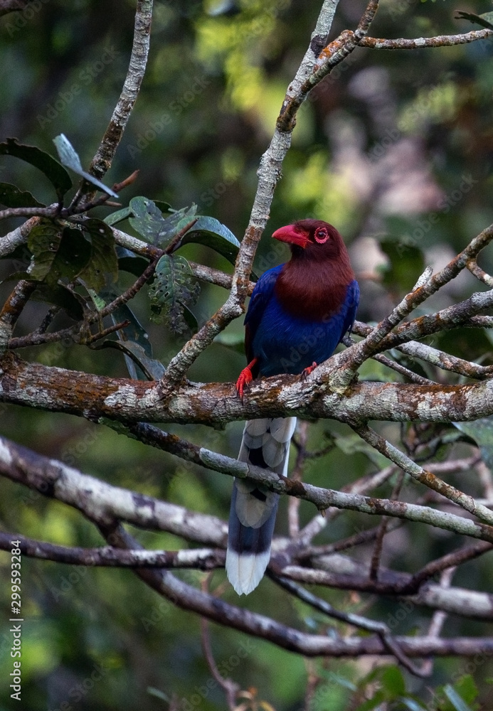 A Blue Magpie perched on a tree branch in Sinharaja rain forest in Deniyaye Sri Lanka A Blue Magpie perched on a tree branch in Sinharaja rain forest in Deniyaye Sri Lanka