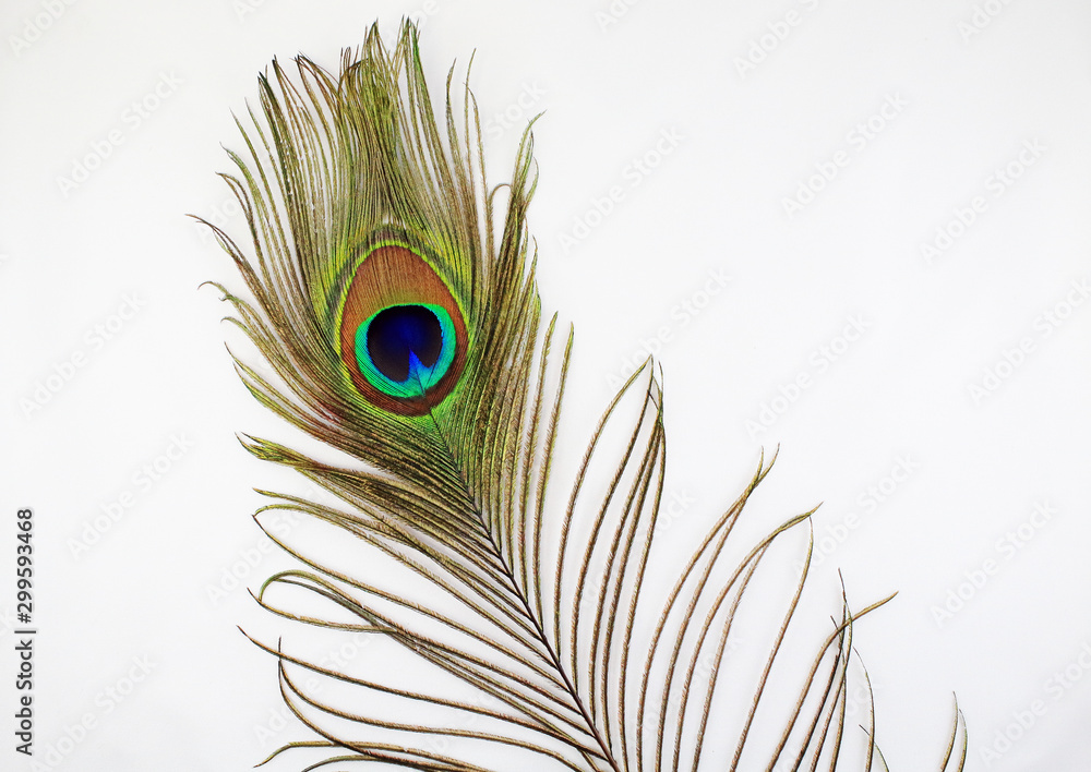 Fototapeta premium peacock feather on white background