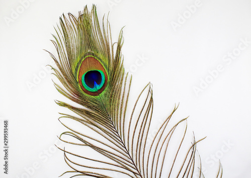 peacock feather on white background
