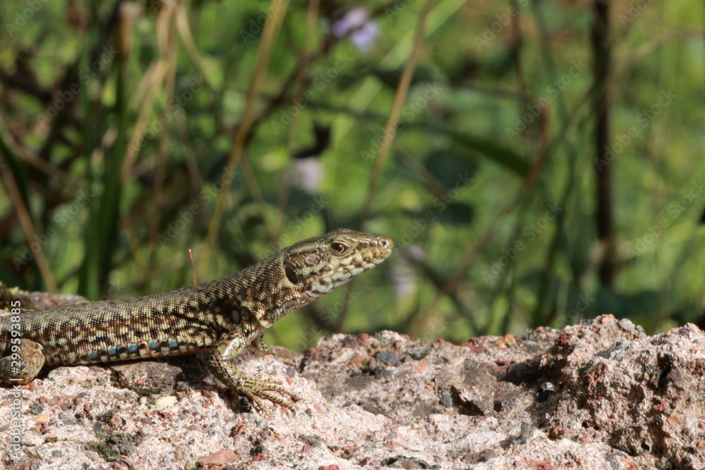 Naklejka premium Lézard des murailles