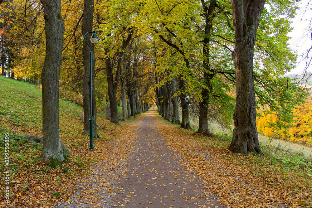 Naklejka premium Autumn forest scenery with road of fall leaves & warm light illumining the gold foliage. Footpath in scene autumn forest nature. Vivid october day in colorful forest, maple autumn trees road fall way