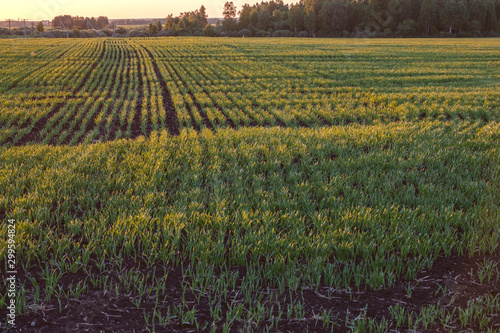 rows of corn plantings on a farm field on a summer evening