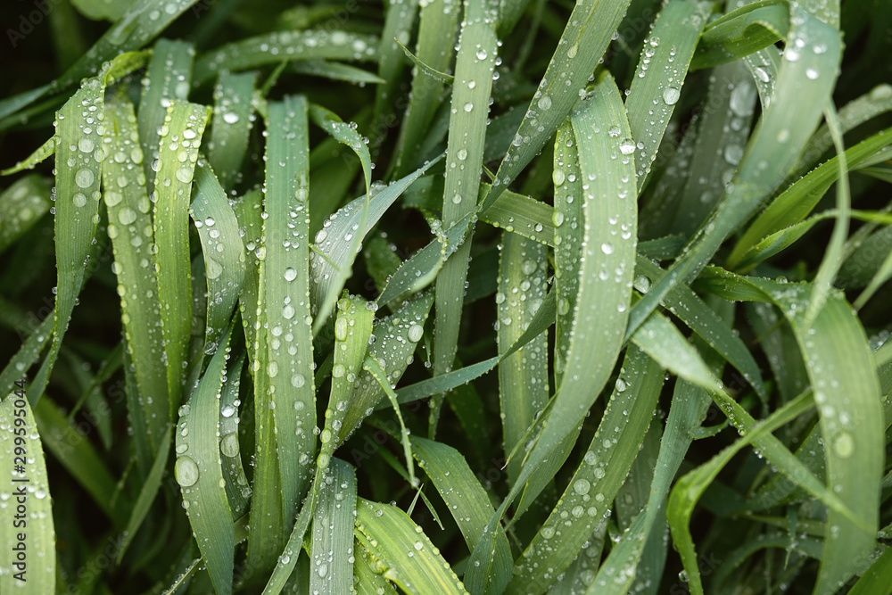long blades of grass covered with drops of water long blades of grass covered with drops of water