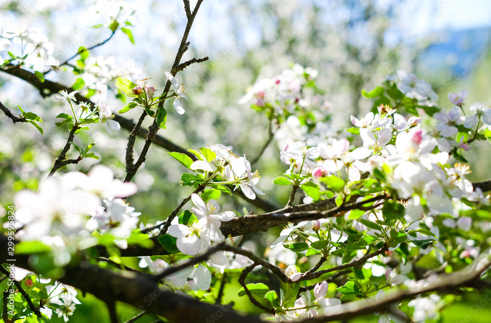Flowering Apple branch in the spring in the garden.
