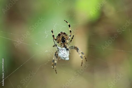 Araignée Epeire diadème et sa proie dans un cocon  © megara68