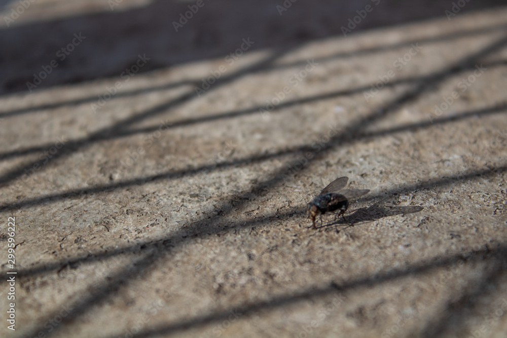Fototapeta premium A blurred out common fly sitting on a rough textured floor with sun light filtering through the fence wires