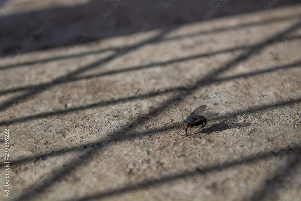 A blurred out common fly sitting on a rough textured floor with sun light filtering through the fence wires