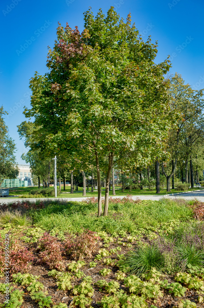 Young maple tree. Green alleys in Luzhniki, Moscow