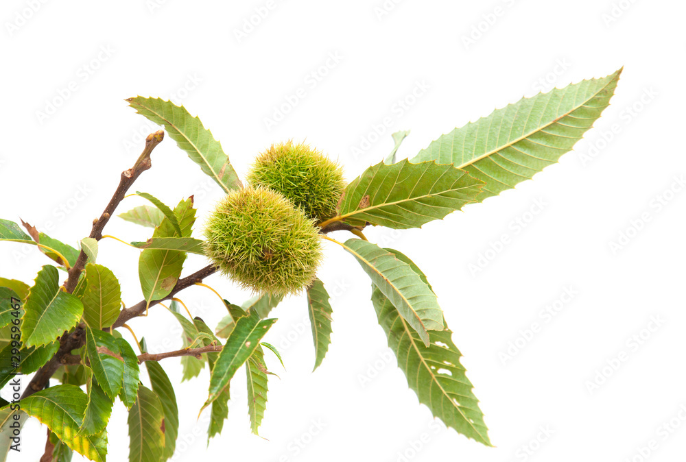 branch of sweet chestnut isolated