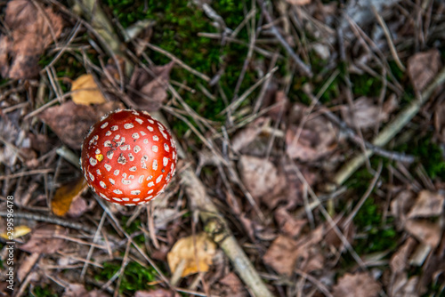 mushrooms in dutch autumn forest