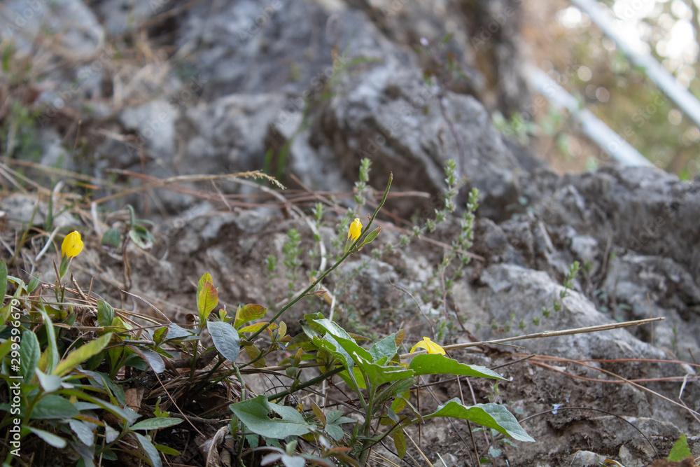 Low angle close up shot of beautiful wild yellow flowers with bright bokeh and blurred stone surface in background Low angle close up shot of beautiful wild yellow flowers with bright bokeh and blurred stone surface in background