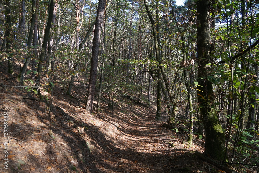 Unterwegs in einem Wald bei Sonnenschein Unterwegs in einem Wald bei Sonnenschein