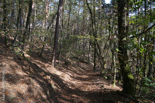 Unterwegs in einem Wald bei Sonnenschein