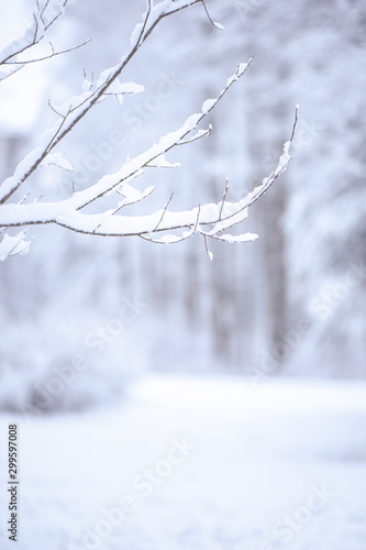 Winter background, with space for text. In the foreground of a tree branch in the snow, in the back of the winter forest blurred