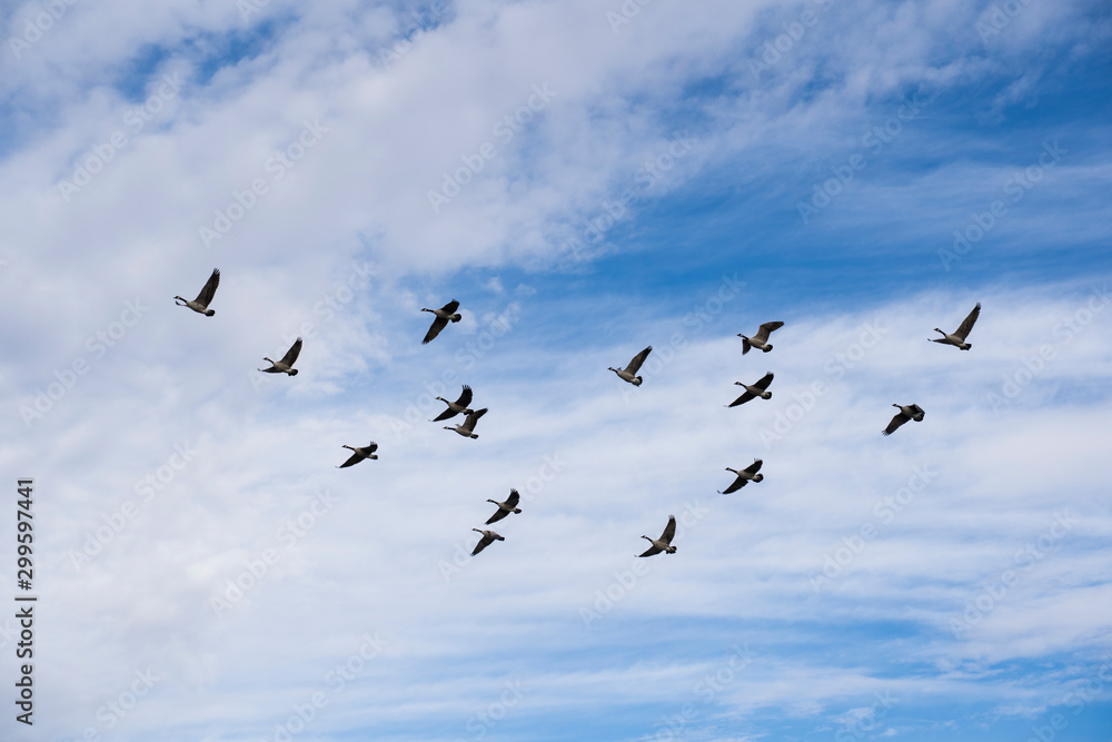 Canada Geese in flight as they migrate North assembling into formation for a long journey ahead.	