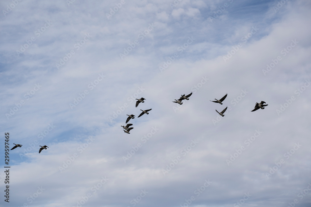 Canada Geese migration assembling into formation.