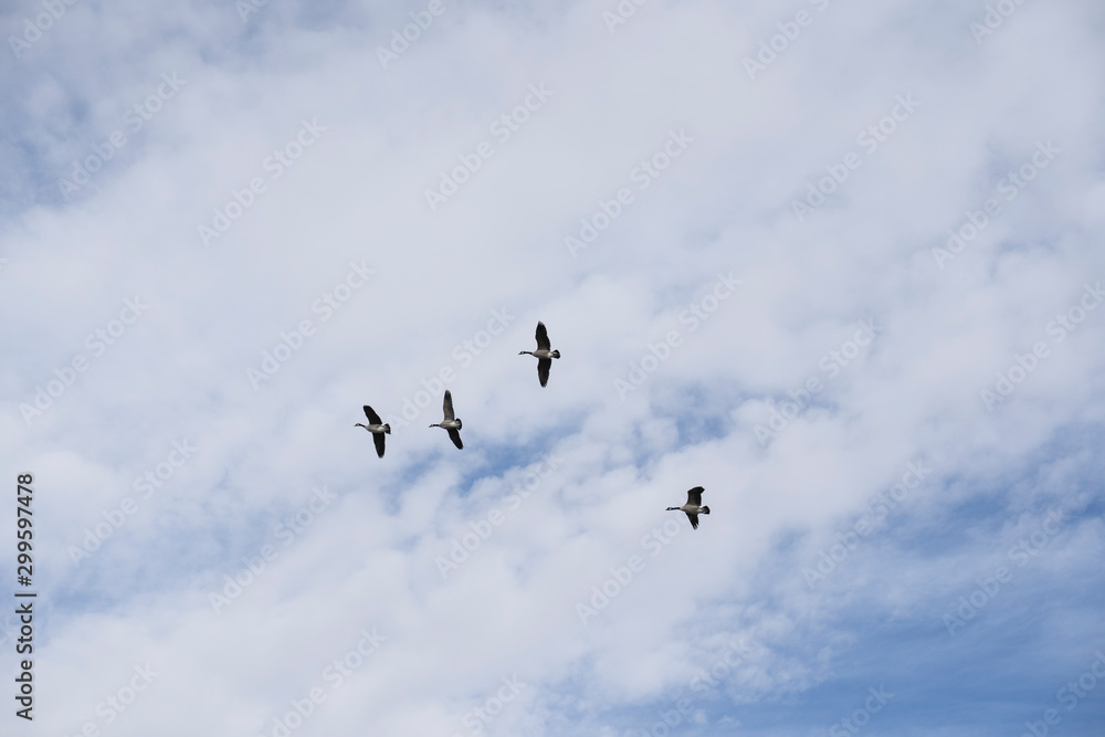 Canada Geese in flight as they migrate North assembling into formation for a long journey ahead. 