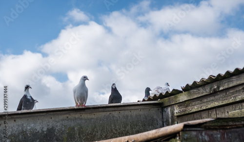 Flock of racing pidgins seen perched on there loft.