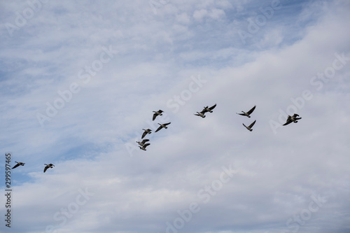 Canada Geese migration assembling into formation. © Ramon Cliff