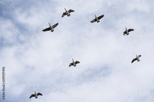 Canada Geese in flight as they migrate North assembling into formation for a long journey ahead.