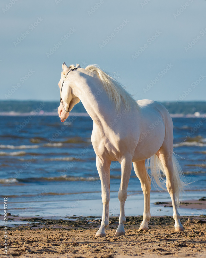 Beautiful white horse looks back on blue sea background Beautiful white horse looks back on blue sea background