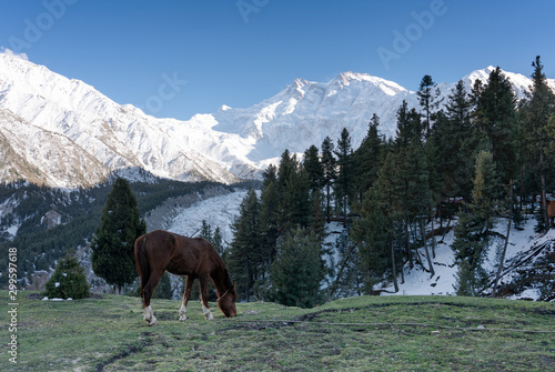 A brown horse with Nangaparbat Mountain peak in the afternoonm Gillgit, Pakistan