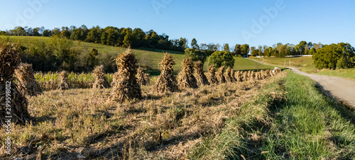 Slika na platnu Ohio countryside landscape with Amish cornstalks in Autumn