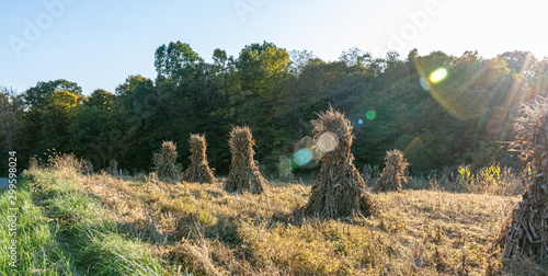 Fotografi Ohio countryside landscape with Amish cornstalks in Autumn