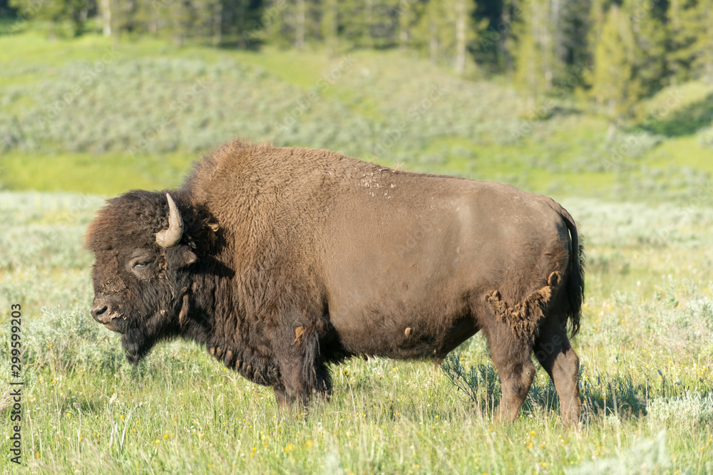 bison in yellowstone national park