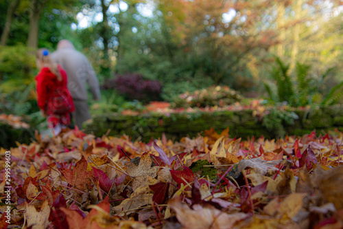 Obraz na płótnie autumn leaves in park, beautiful garden in autumn, silhouettes of two people in the background w salonie