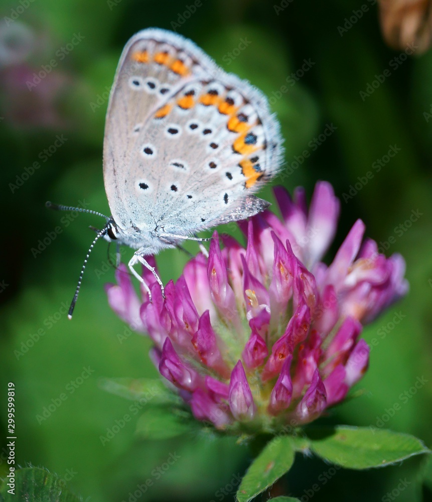 Fototapeta premium Butterfly in wild flowers. Insects in nature. Summer.