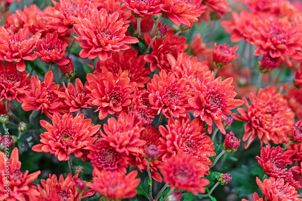 Chrysanthemum red autumn flowers, natural floral background Chrysanthemum red autumn flowers, natural floral background