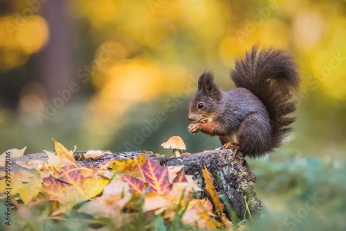 Cute hungry red squirrel sitting on a tree stump covered with colorful leaves and a mushroom feeding on seeds. Autumn day in a deep forest. Blurry yellow, green and brown background.