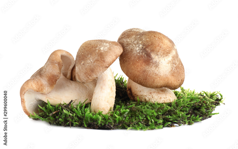 Fresh wild mushrooms on white background. Edible fungi Fresh wild mushrooms on white background. Edible fungi