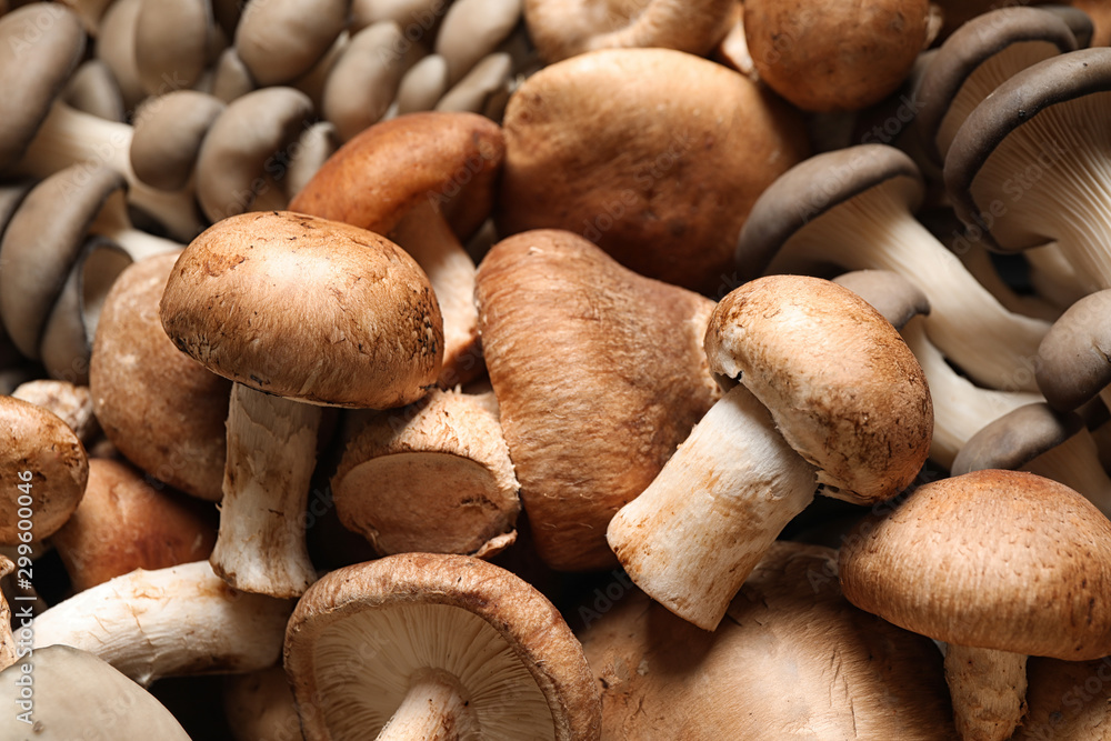 Different fresh wild mushrooms as background, closeup Different fresh wild mushrooms as background, closeup