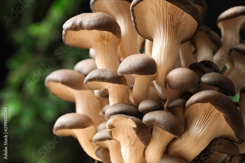 Fresh wild mushrooms on dark blurred background