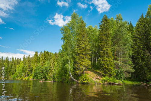 The Bank of the forest river with forest, birch trees hanging over the water, blue sky with clouds.