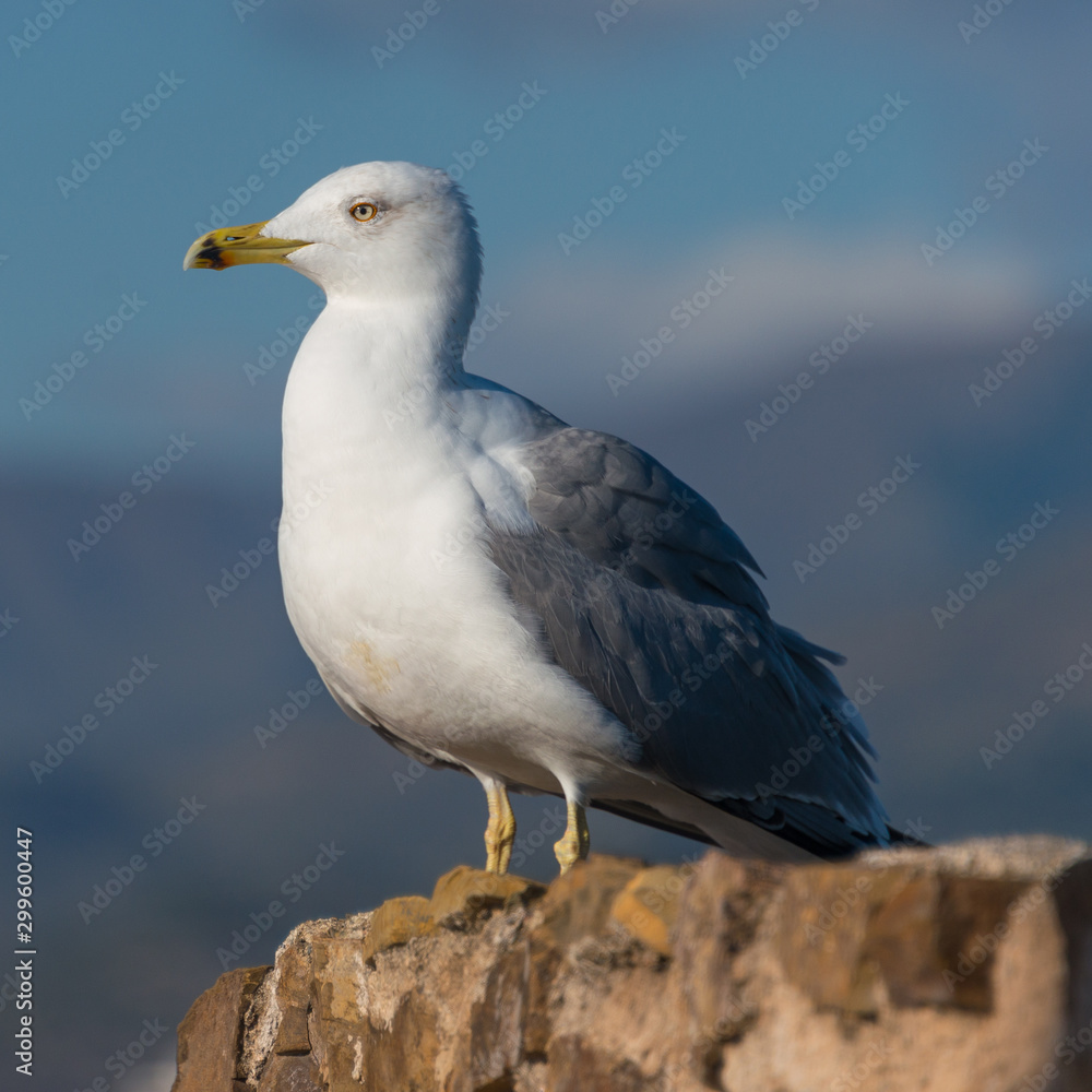 Fototapeta premium Möwe