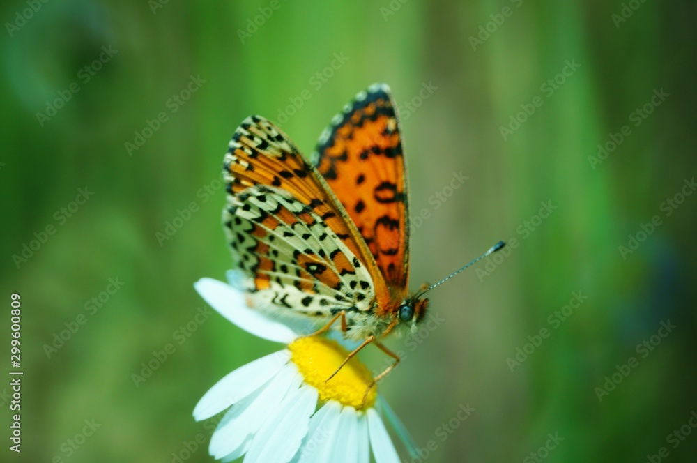 Butterfly in wild flowers. Insects in nature. Summer. Butterfly in wild flowers. Insects in nature. Summer.
