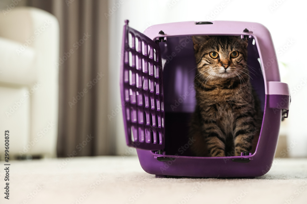 Cute tabby cat in pet carrier at home - obrazy, fototapety, plakaty 