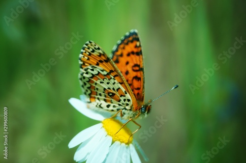 Butterfly in wild flowers. Insects in nature. Summer.