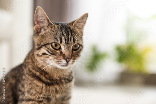 Fototapeta Naklejka Na Ścianę i Meble -  Cute tabby cat at home, space for text. Lovely pet