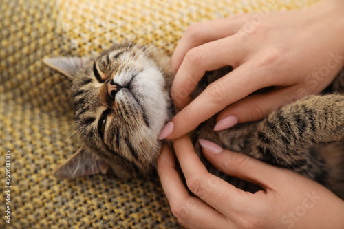 Woman petting cute tabby cat at home, closeup