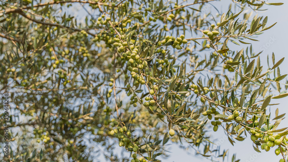 best olive tree in the world koroneika best olive tree in the world koroneika