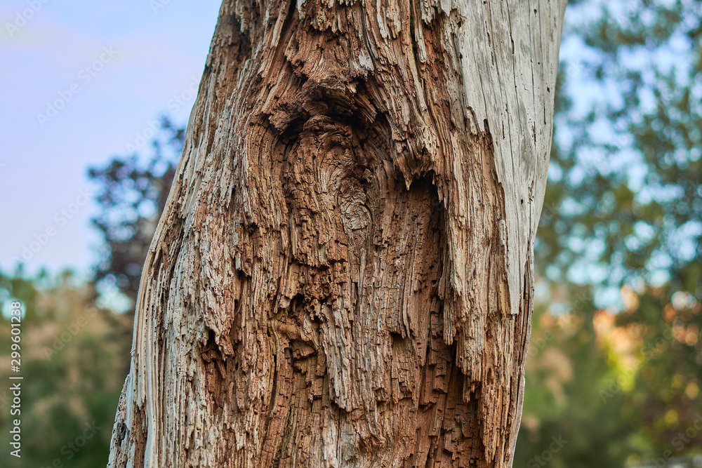 Old tree