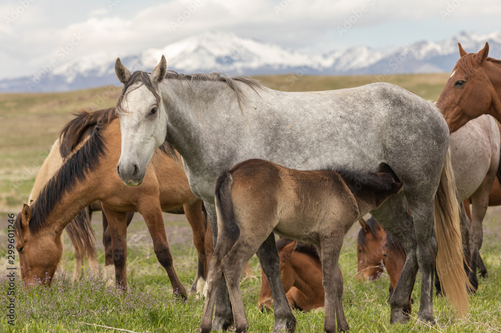 Wild Horse Mare and Foal in Spring in Utah Wild Horse Mare and Foal in Spring in Utah