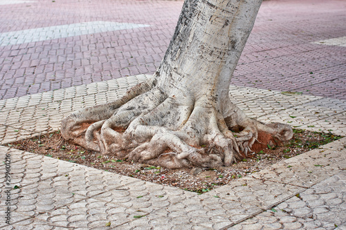 Square shaped roots of ficus in the street