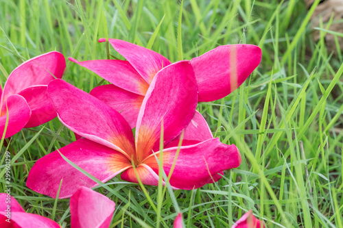 Plumeria Pink flowers the beautiful on green grass. close up