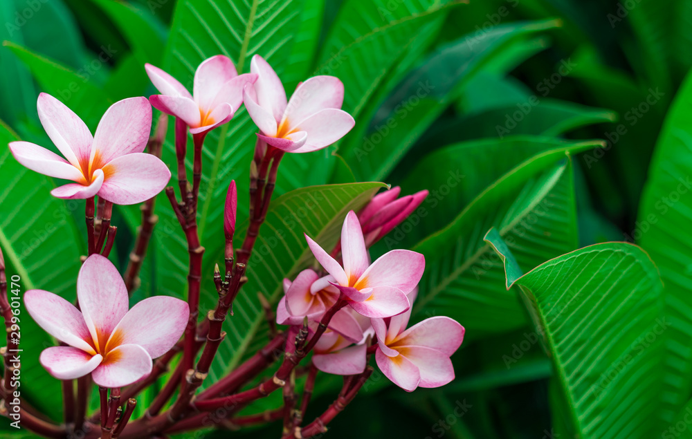 Plumeria Pink flowers the beautiful. close up Plumeria Pink flowers the beautiful. close up