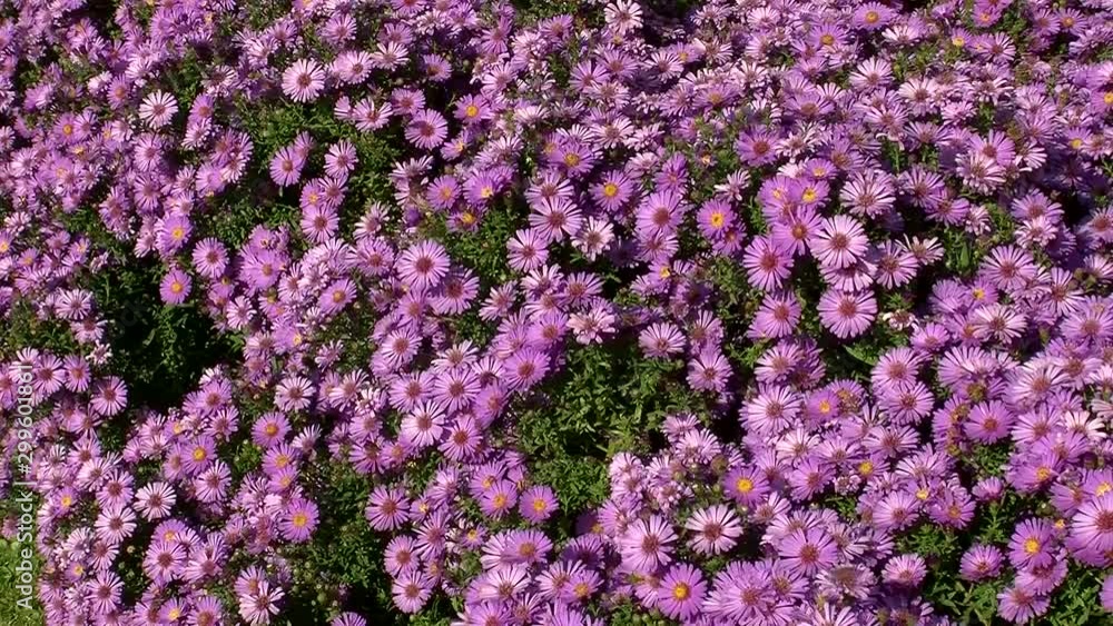 Herbstastern in voller Blütenpracht und das freut auch die Honigbienen und andere Insekten Herbstastern in voller Blütenpracht und das freut auch die Honigbienen und andere Insekten